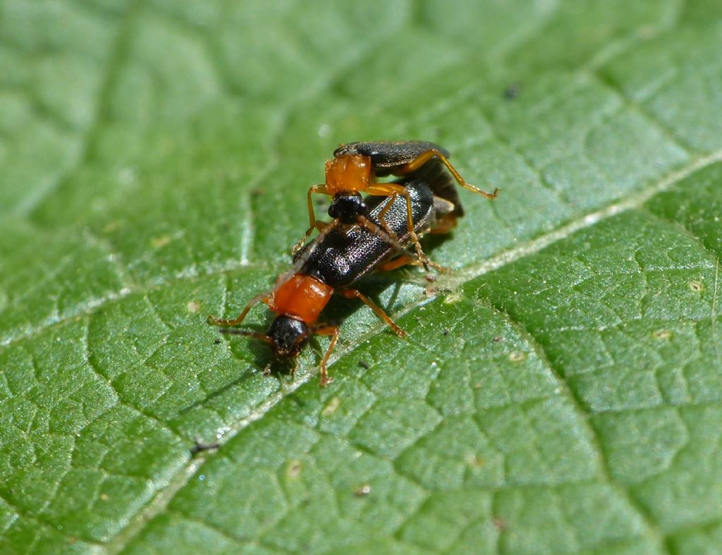 Cantharis flavilabris? No, Cratosilis cfr. laeta